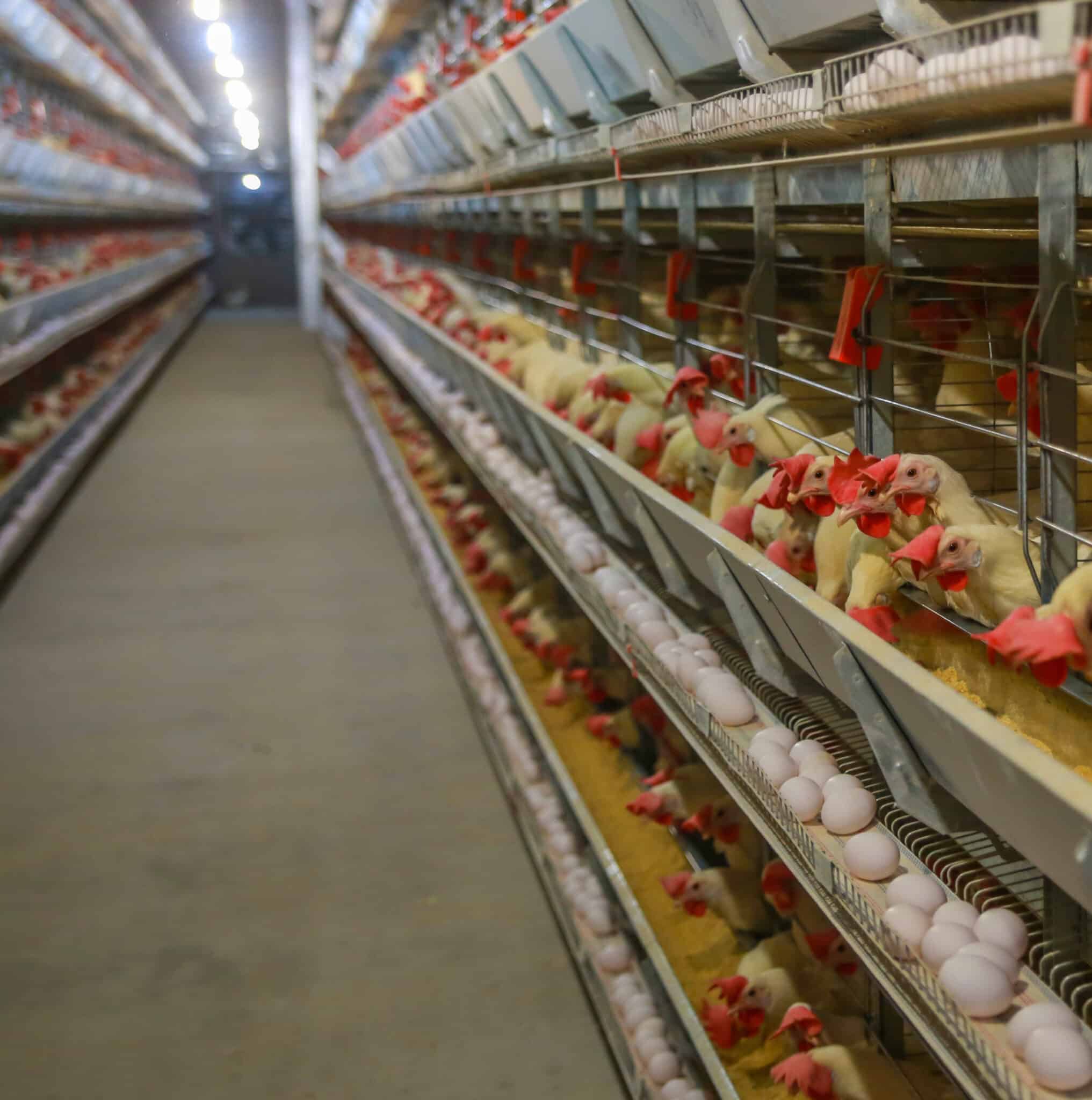 Flooring Solutions for Meat, Fish, and Poultry Processing Facilities